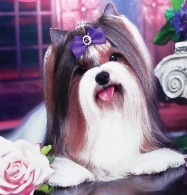 купить Пазл 360 "Красотка!"