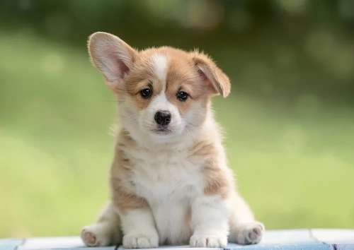 купить Пазл 1000 "Пушистое чудо"